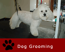 Dog Grooming, East Kilbride, Hamilton